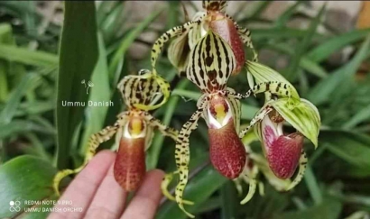Paphiopedilum supardii, Si Unik dari Bumi Borneo