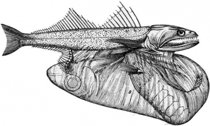Black Swallower: Ikan yang Memangsa Mangsanya dengan Ukuran Lebih Besar dari Tubuhnya