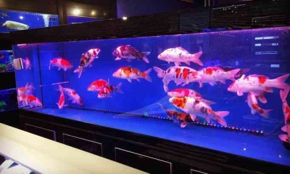 Cara Memelihara Ikan Koi di Aquarium