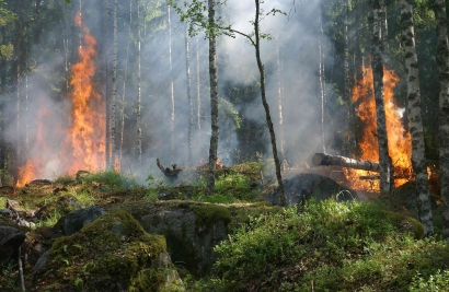 Pembukaan Lahan dengan Cara Membakar Hutan