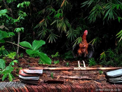 Akankah Si Ayam Jantan Bertengger dan Berkokok?