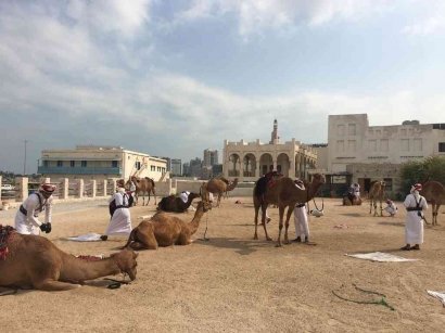 Unta dan Kuda Arab, Hewan Lambang Kecantikan dan Keperkasaan di Qatar
