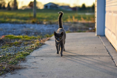 Kucing Busok: Kucing Ras Asli Indonesia yang Sudah Mendapat Pengakuan Dunia