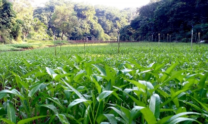 Hidden Gem Lahan Pertanian di Pondok Cabe