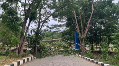 Waspada Cuaca Ekstrem:  Sebuah Pohon Tumbang di depan Gerbang Fakultas Hukum UHO