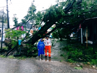 Hujan Lebat dan Angin Kencang Tumbangkan 47 Pohon di Kota Makassar