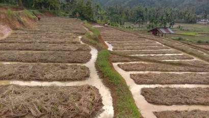Mulsa Tanpa Olah Tanah (MTOT) Solusi untuk Meningkatkan Produksi Padi Sampai 30%