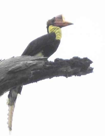 Pengalaman Luar Biasa Bertemu Rangkong Gading, Burung Paling Terancam di Indonesia
