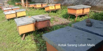 Peternak Lebah Madu Rugi Besar Saat Musim Hujan? Ternyata Ini Penyebabnya