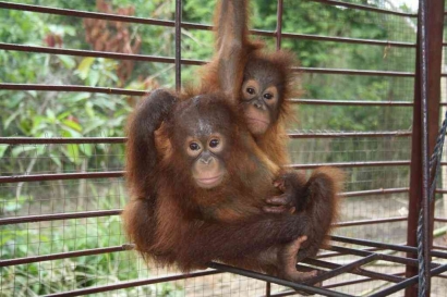 Lemahnya Kualitas Konservasi Orangutan: Apa yang Salah?