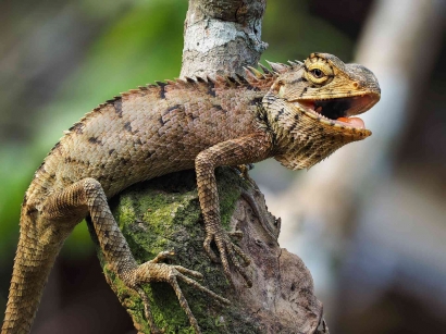 Mirip Naga. Inilah iguana reptil pemakan tumbuhan