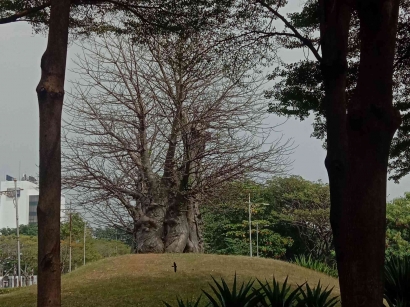 Senangnya Menemukan Pohon Baobab di Jakarta