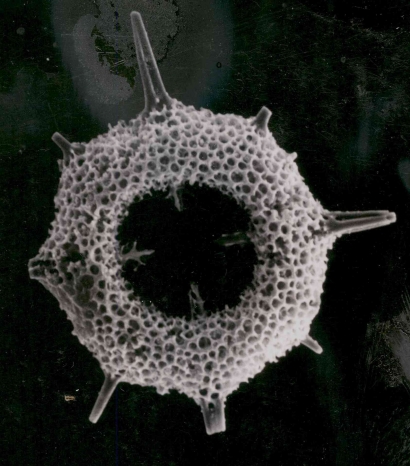 Plankton. Hewan Kecil Penghasil Oksigen Terbesar dari Pohon