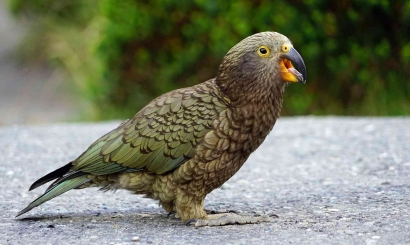 Burung Cerdas Asal Selandia Baru yang Terancam Punah