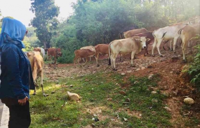 Pastoralisme: Pengetahuan Lokal Pemeliharaan Ternak untuk Ketersediaan Pangan