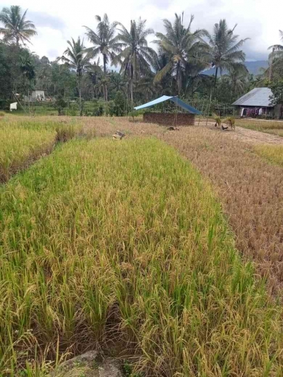 Kisah Petani Gurem dan Citra Perberasan Indonesia di Mata Dunia