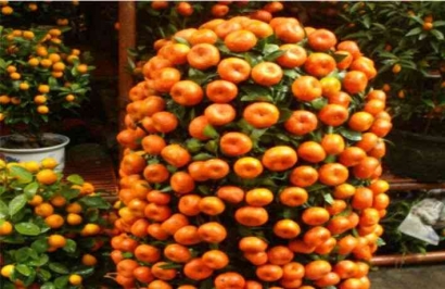 Makna Buah Jeruk Mandarin di Tahun Baru Imlek