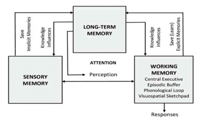 Peranan Memori dan Otak dalam Belajar