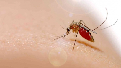 Penyebab Demam Berdarah Dengue (DBD)