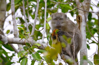 Setiap Primata Itu Berarti dan juga Unik, Yuk Kita Mengenal Primata yang Ada di Indonesia