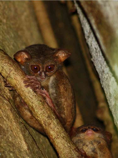Peduli Tangkasi Primata Mungil Melalui Cendera Mata