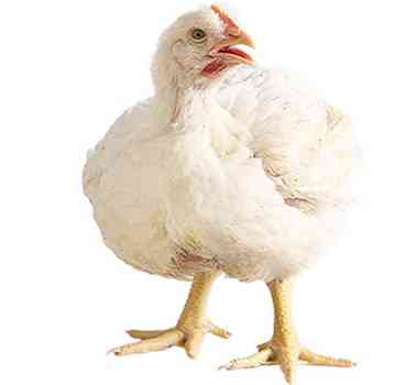 Pengalaman Gagal Beternak Ayam