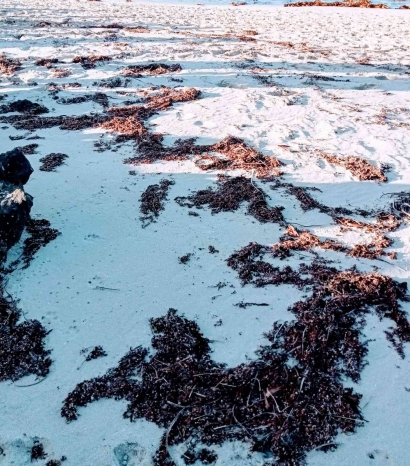 Rumput Laut sebagai Anti Aging