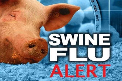 Kenali Virus Flu Babi Afrika