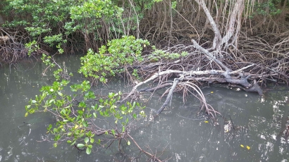 Mengintip Lahan Basah dari "Mangrove Trail" Taman Nasional Baluran