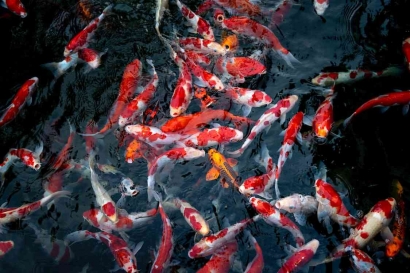 Hobi Memelihara Ikan Hias: Kesenangan dan Manfaat yang Tak Terbatas
