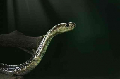 Sudah Saatnya Serum Anti-Bisa Ular King Cobra Tersedia di Indonesia