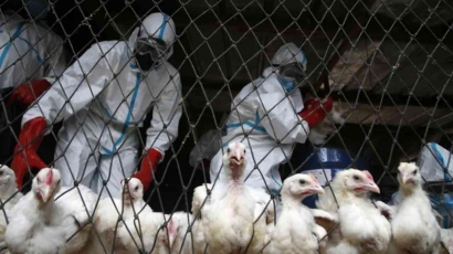 Wabah Flu Burung Kembali Menghantui Dunia, Indonesia Perlu Waspada