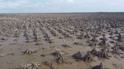 Benarkah Banjir di Inhil Akibat Masifnya Penebangan Hutan Mangroove Setiap Hari?