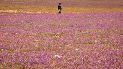 Geger! Gurun Pasir Arab Saudi Menjadi Taman Bunga Lavender!