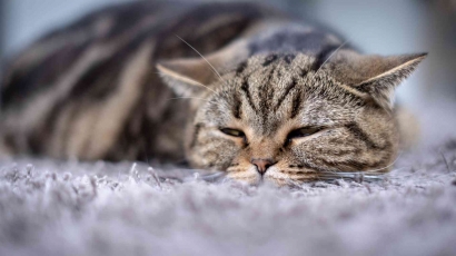 Penyakit Herediter pada Kucing: Pentingnya Pemahaman dan Tindakan Pencegahan