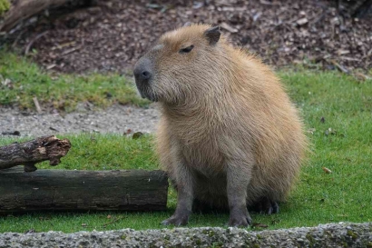 Capybara: Hewan Mamalia Terbesar yang Kerap Disebut Masbro