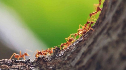 Kenapa Semut Hidup Selalu Berkelompok?