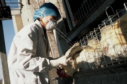 Simak Delapan Langkah Antisipasi Flu Burung Clade Baru di Indonesia