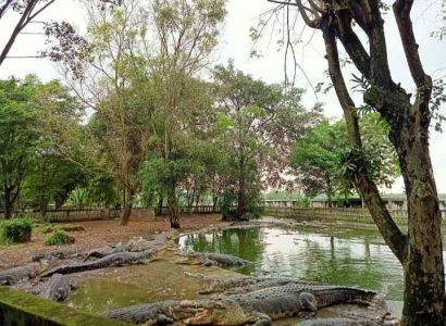 Ingin Tahu Buaya Putih dan Buaya Buntung? Yuk ke Taman Buaya Indonesia Jaya