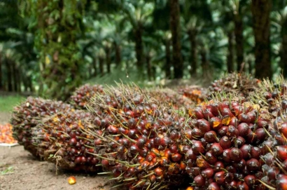Sikap Tegas Indonesia dalam Kasus Penolakan Ekspor Minyak Sawit oleh Uni Eropa