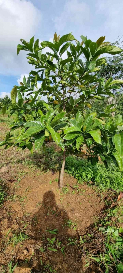 Selain Kopi Jenis Robusta dan Arabica di Indonesia, Ada Jenis Kopi Liberika Berada di Kecamatan Sepaku Kalimantan Timur
