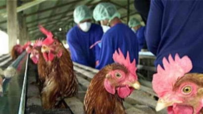 Cegah Flu Burung, Simak Langkah Antisipasi Untuk Dinas Kesehatan Hewan, Peternak dan Asosiasi