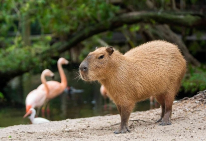 Mengenal Mamalia Pengerat Capibara Alias "Mas Bro"
