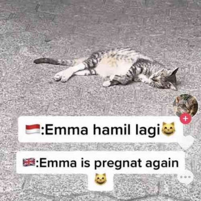 Kucing TikTok Terkenal "Emma The Kucing" Hamil Kedua Kalinya!