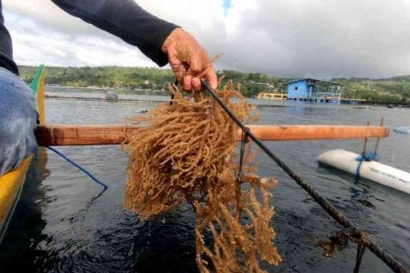 Potensi Rumput Laut Kabupaten Simeuleu dengan Keterbatasan yang Ada