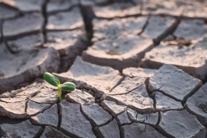 Pentingnya Inovasi Adaptif Pertanian di Tengah Perubahan Iklim Global