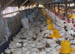 Eksternalitas Usaha Peternakan Ayam terhadap Kehidupan Ekonomi Masyarakat