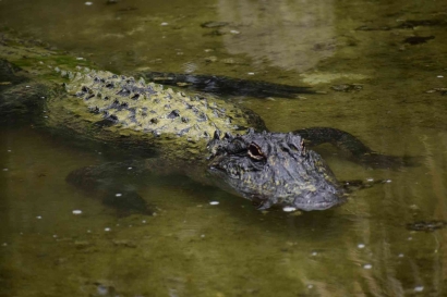 Dunia Binatang: Mengenal Aligator, Kerabat Dekat dari Buaya