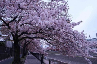 Jepang dan Sakura