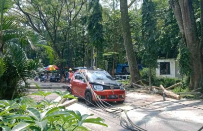 Di Malang, Pohon Patah Menimpa Tiga Kendaraan dengan Korban 2 Orang